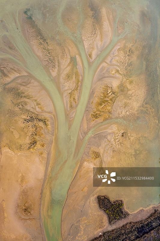 山东济南，鹊山水库沉沙池出现潮汐树壮观景象图片素材