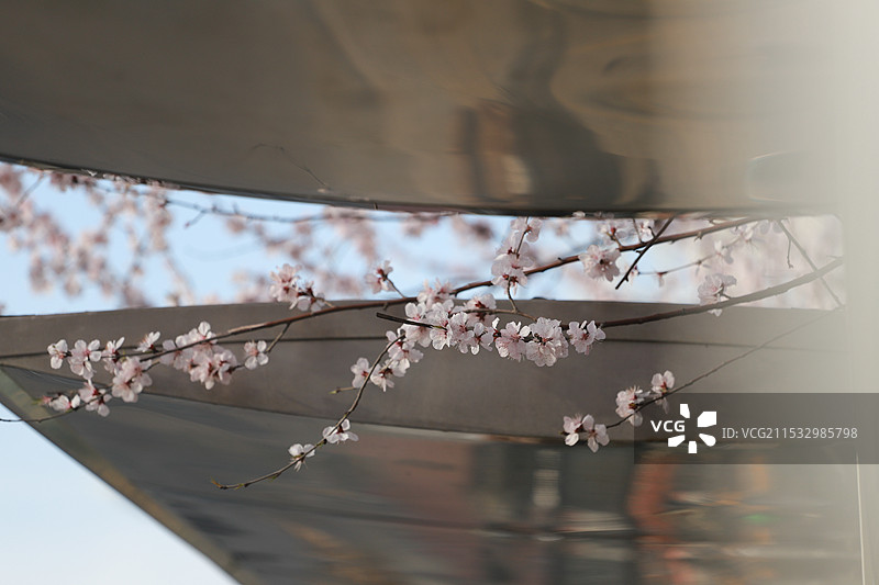 春天公交车站绽放的桃花图片素材