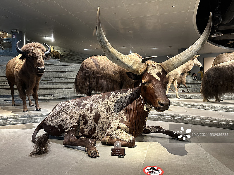 上海自然博物馆长角牛标本图片素材