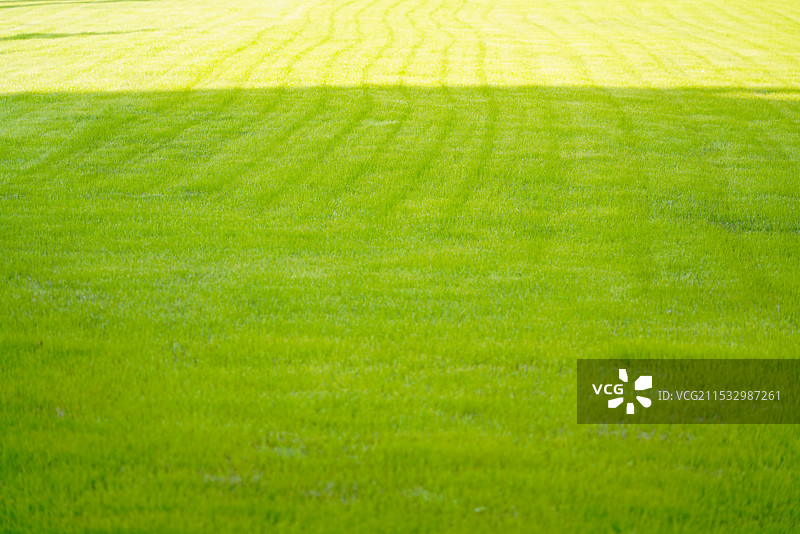 大片绿色的草坪图片素材