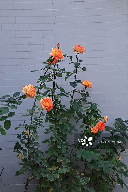 北京李大钊故居的月季花图片素材
