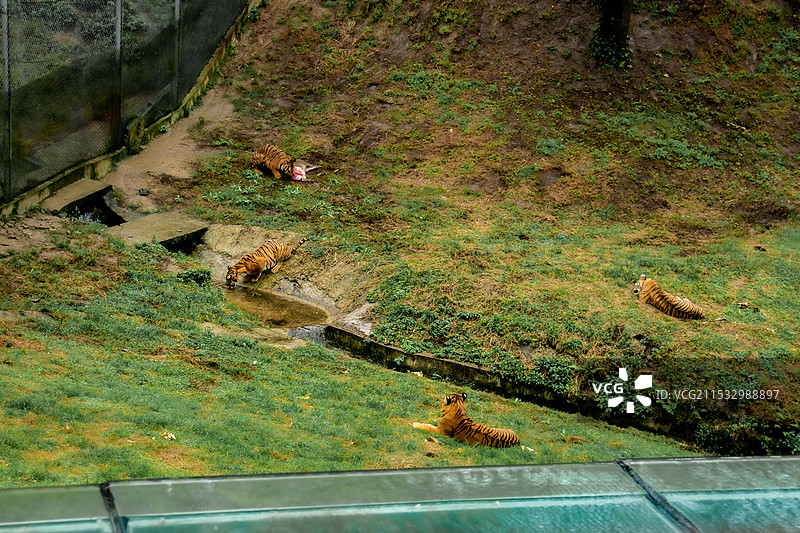 龙岩华南虎园中正在休息饮水进食的华南虎图片素材