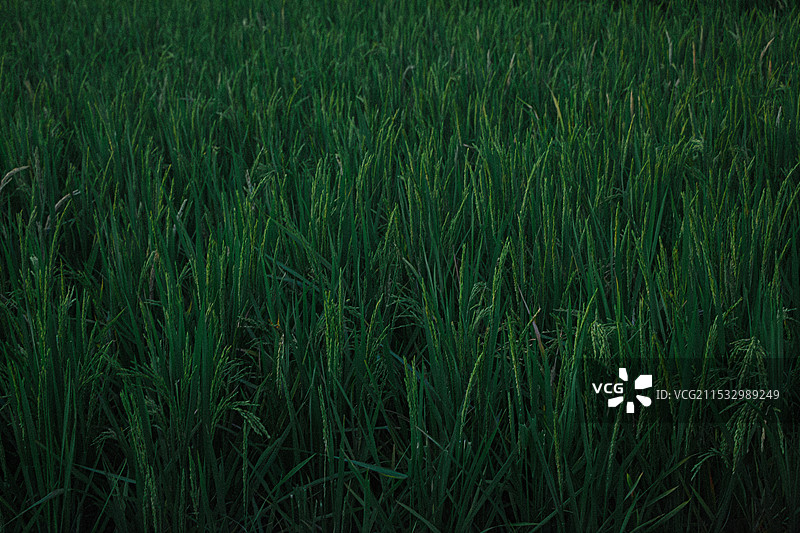绿色稻田图片素材