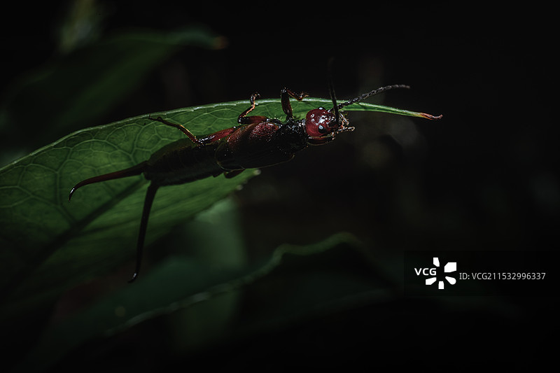 叶片下的蠼螋图片素材