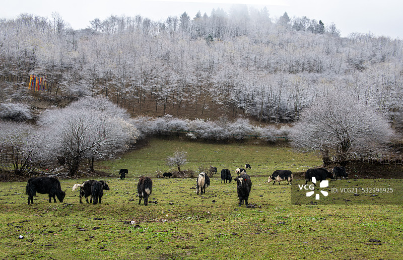 中查沟图片素材