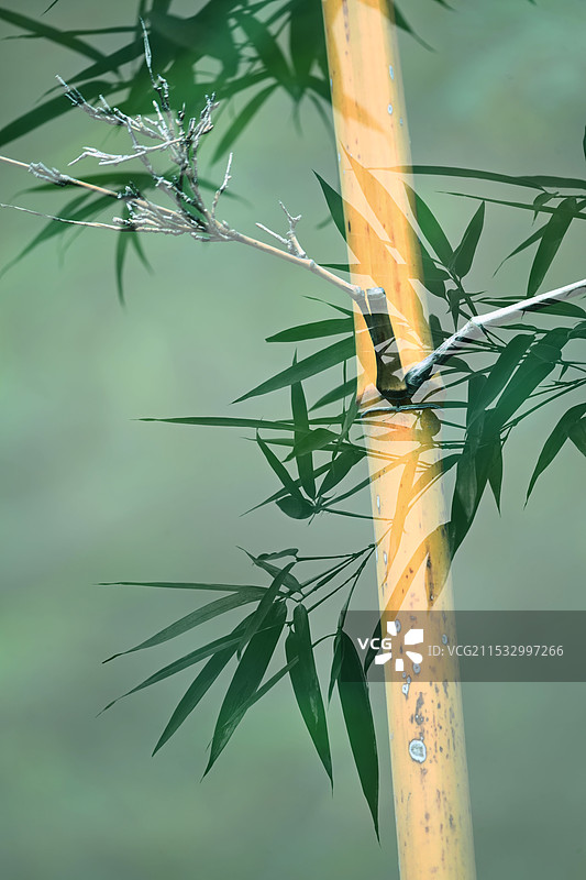 竹枝青影图片素材