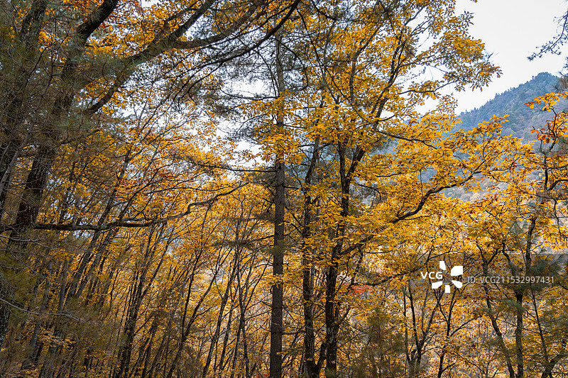 黄柏塬核桃坪森林秋色图片素材