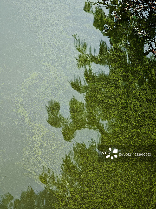 水中浮萍 自然绿色背景素材图片素材