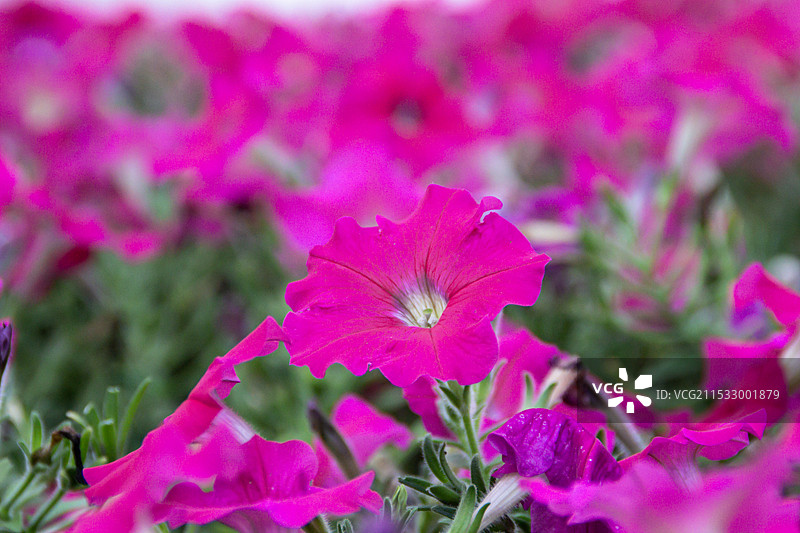 矮牵牛花图片素材