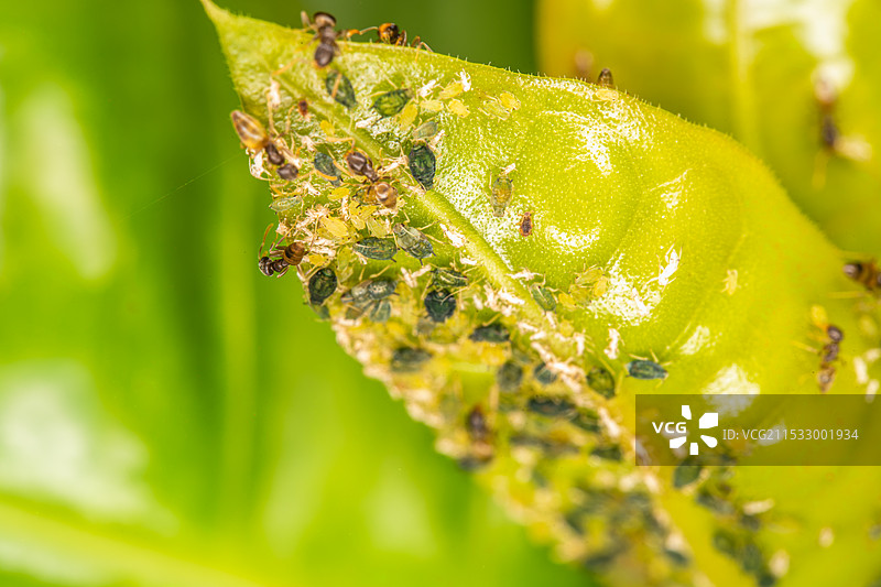 蚜虫与蚂蚁的共生图片素材