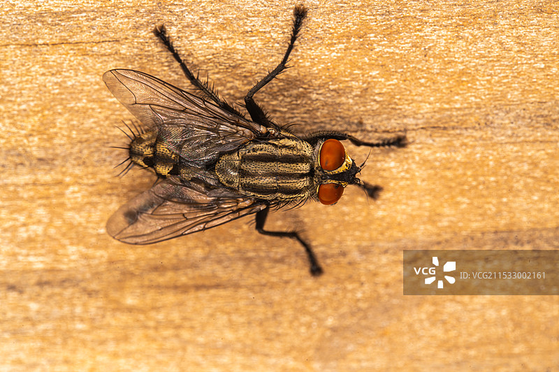 灰褐色蝇类特写图片素材