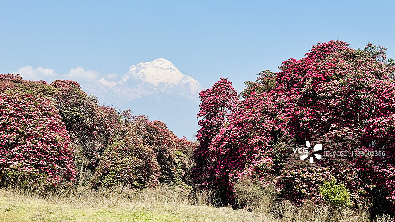 尼泊尔poonhill（布恩山）高山杜鹃与道拉吉里峰图片素材