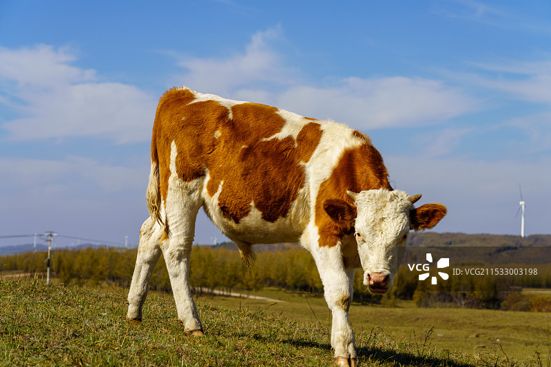 一头吃草的牛A cow eating grass图片素材