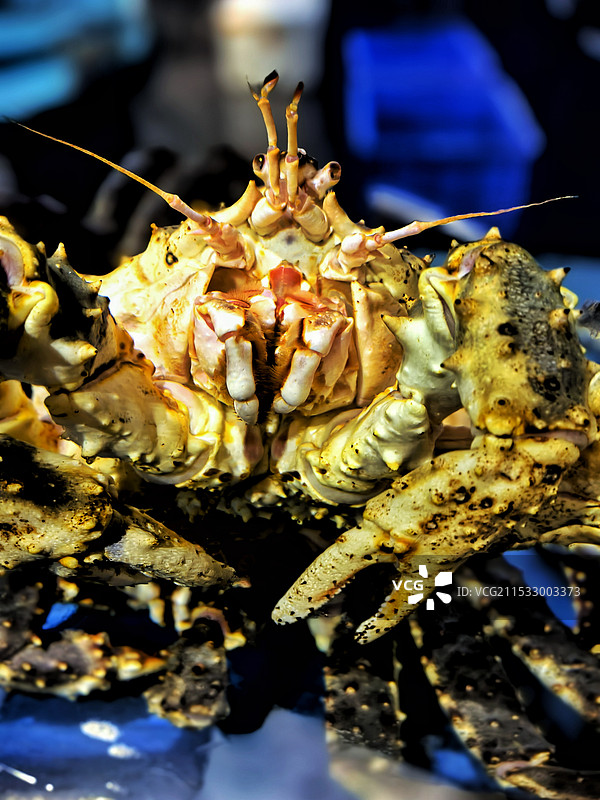 帝王蟹嘴、眼睛、钳子图片素材