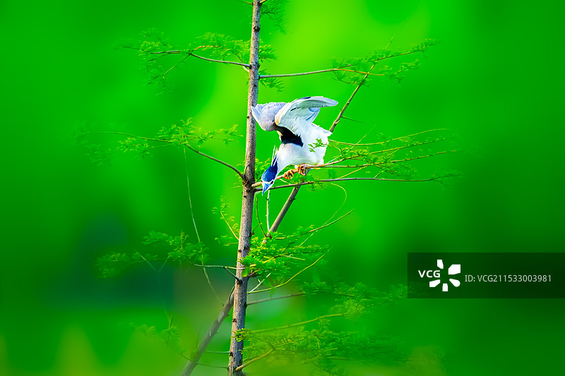 夜鹭--想下去图片素材