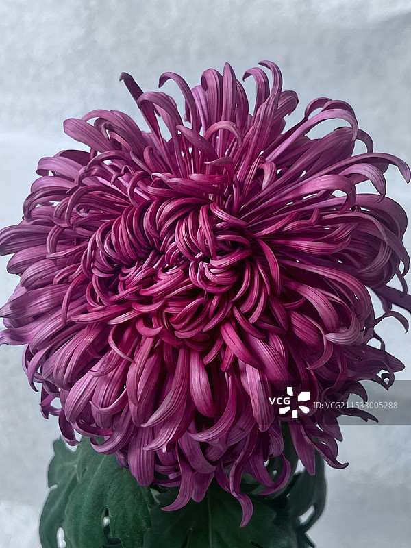 优雅的菊花图片素材