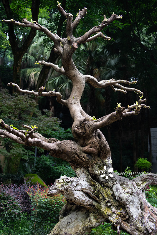 植物景观图片素材