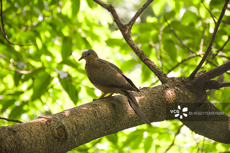 斑鸠特写图片素材
