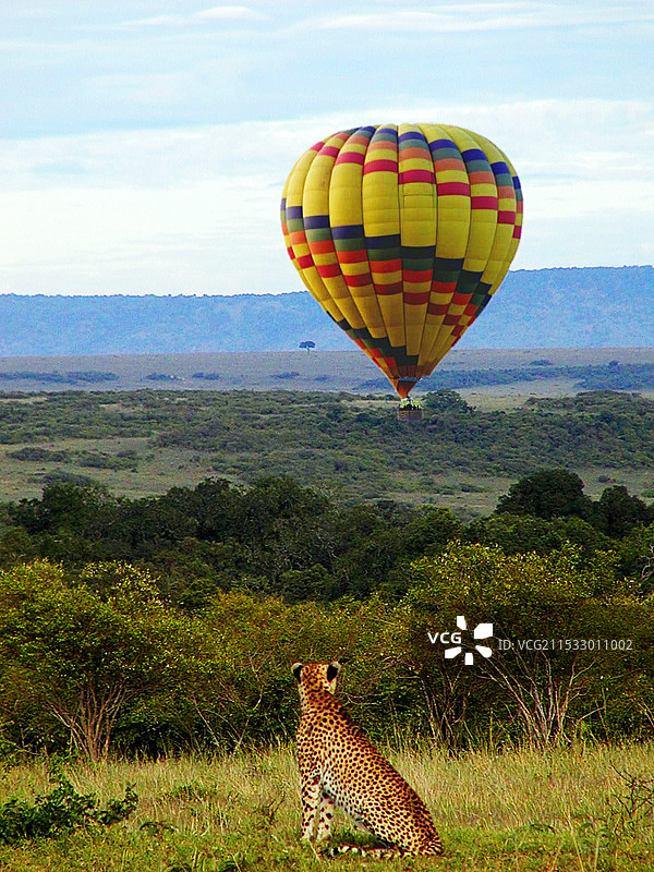 非洲猎豹的向往图片素材