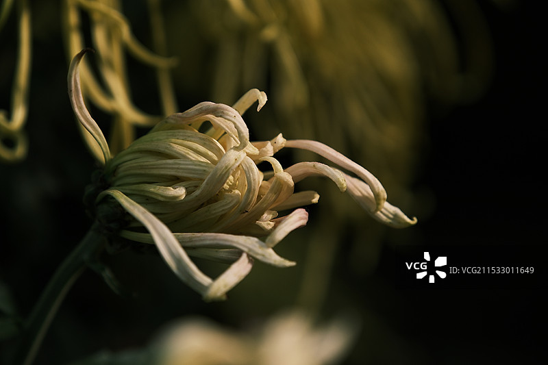 即将盛开的菊花图片素材