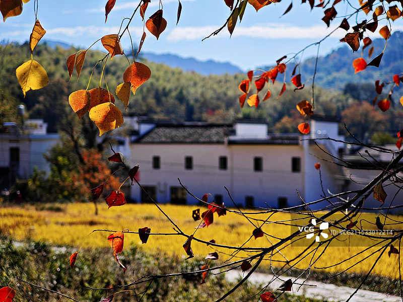 塔川秋色图片素材