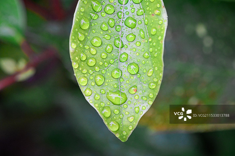 微距下叶片上的水滴图片素材
