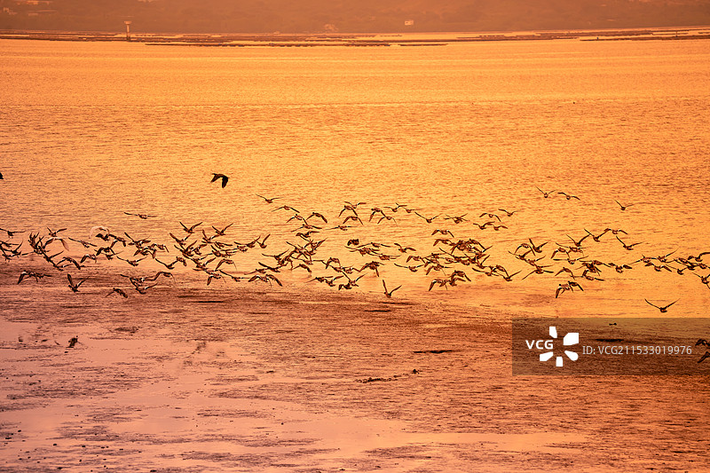 万类霜天竞自由-候鸟迁徙图片素材