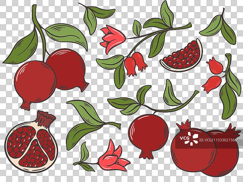 成熟多汁的石榴挂在带叶的枝条上图片素材