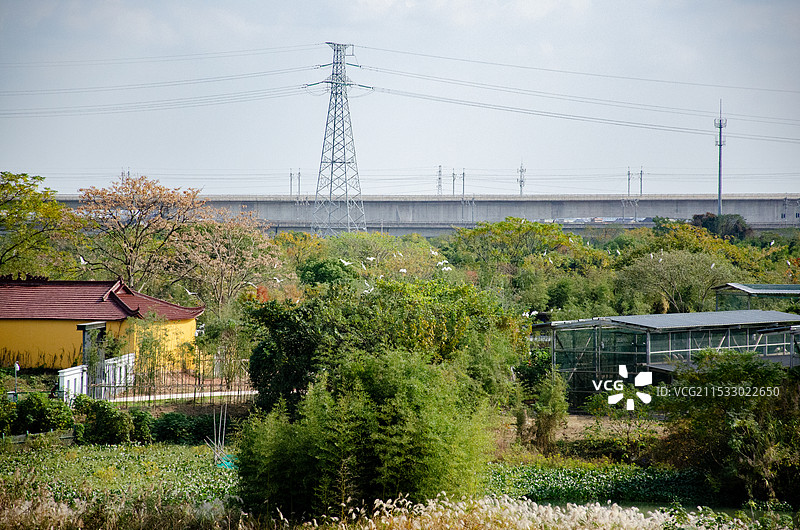 下渚湖国家湿地公园观鸟图片素材