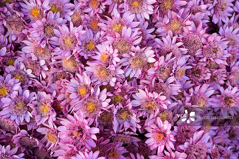 菊花 菊花背景 秋季赏菊 南京江宁湖菊 花图片素材