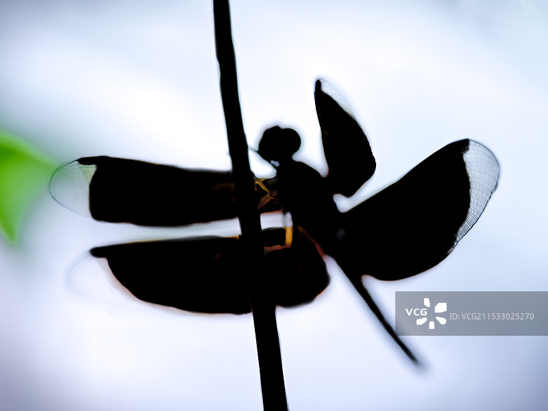 蜻蜓剪影图片素材