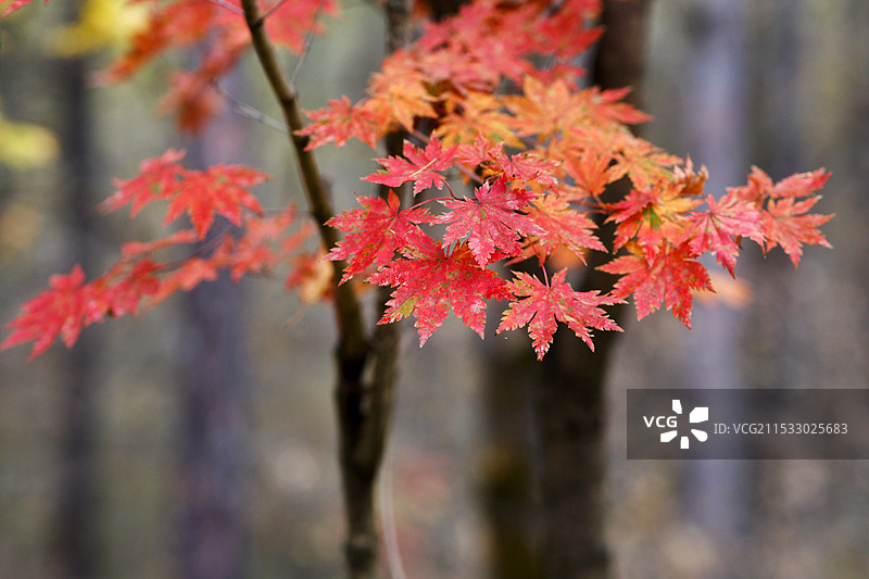 秋季红色枫叶特写图片素材