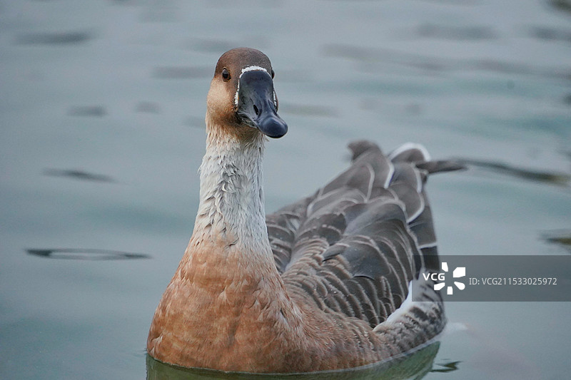 北京奥林匹克森林公园初冬深秋龙形水系人工湖的大雁鸿雁游泳特写图片素材