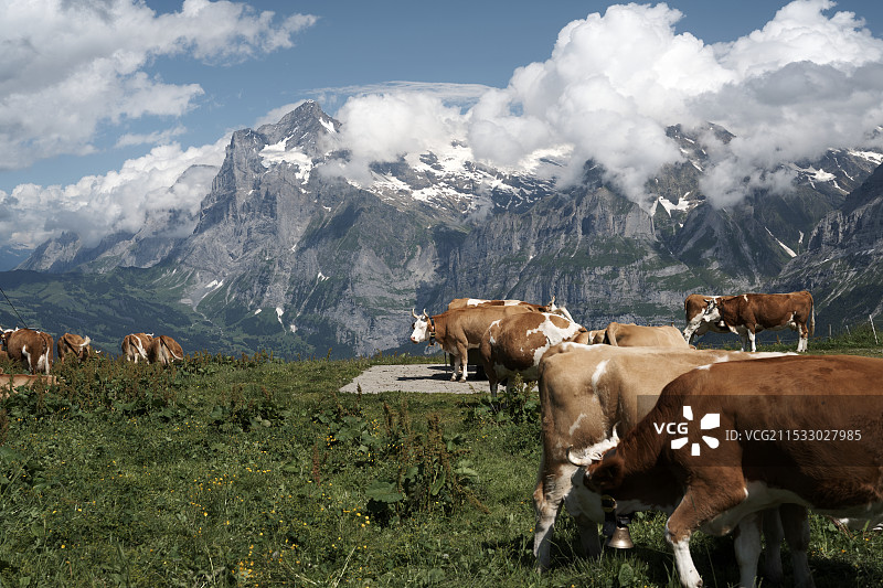 雪山牧牛图图片素材