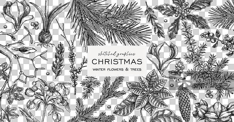 圣诞快乐 背景 冬季 植物框架图片素材