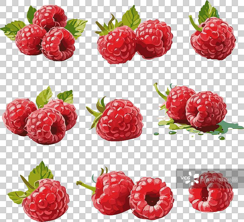 树莓图像矢量集图片素材