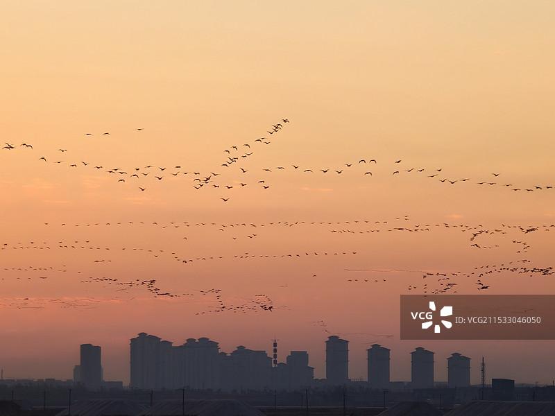 龙泽苑的雁群图片素材