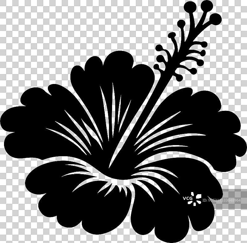 白色背景上的木槿花剪影图片素材