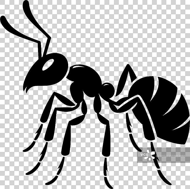 蚂蚁昆虫轮廓在白色背景上孤立显示图片素材