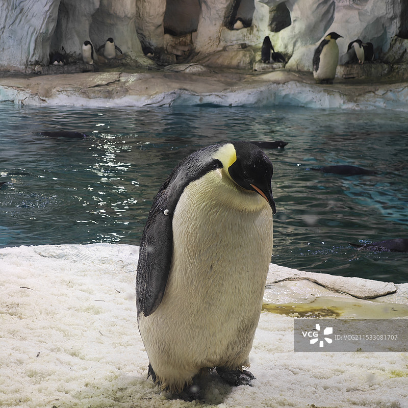 可爱的企鹅图片素材