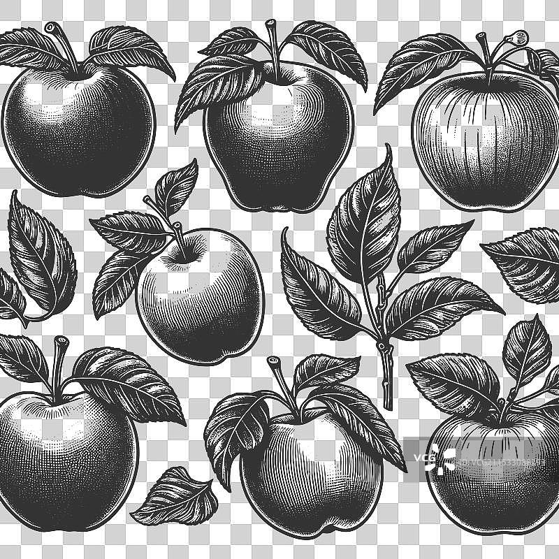 苹果雕刻素描集图片素材