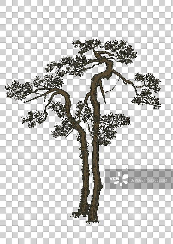 古风松树图片素材