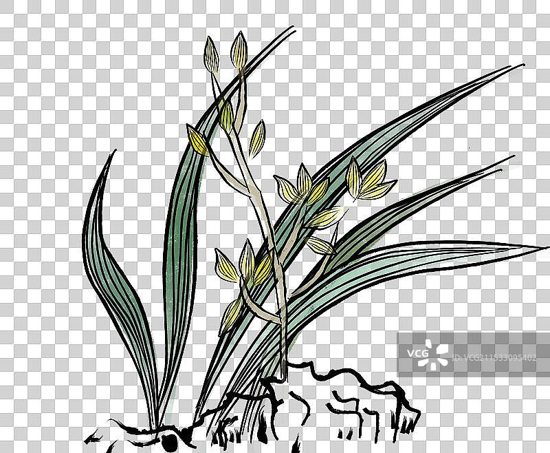 国画兰花图片素材