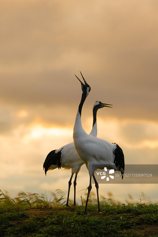 鹤之舞图片素材