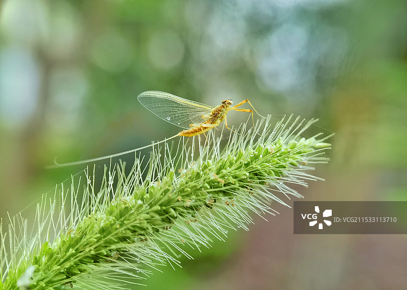 狗尾巴草上的蜉蝣图片素材
