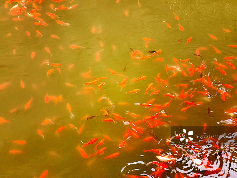 水中锦鲤图片素材