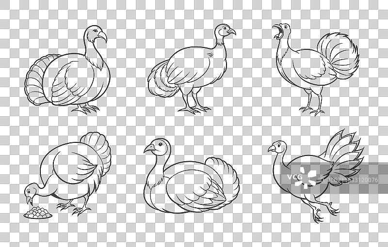 火鸡线条艺术套件图片素材