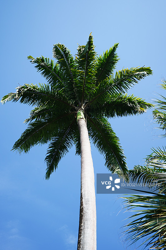 热带雨林风景棕榈树图片素材