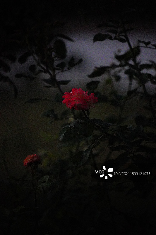 黄河滩的月季花图片素材