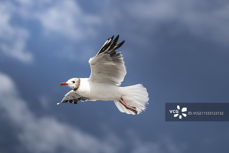 海鸥图片素材